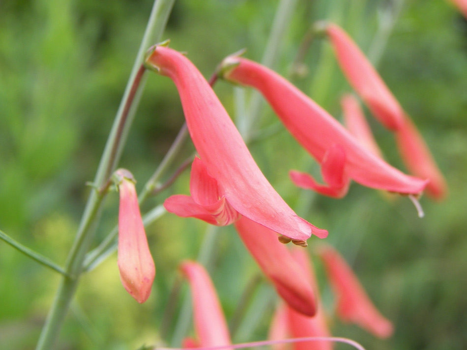 Изображение особи Penstemon barbatus.