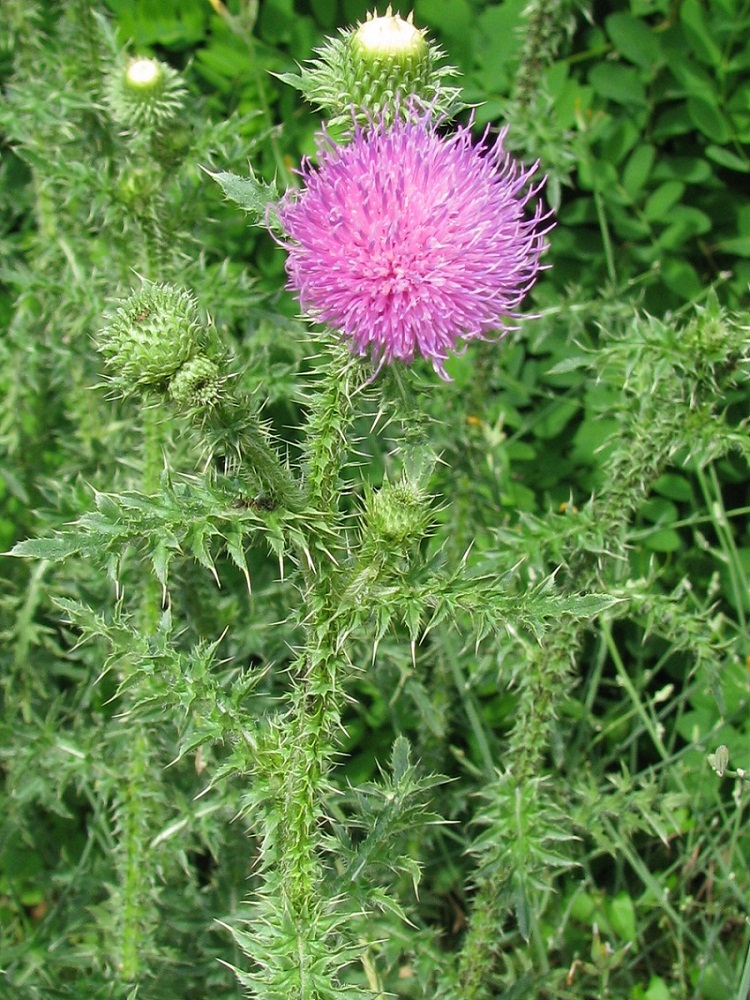 Image of Carduus acanthoides specimen.