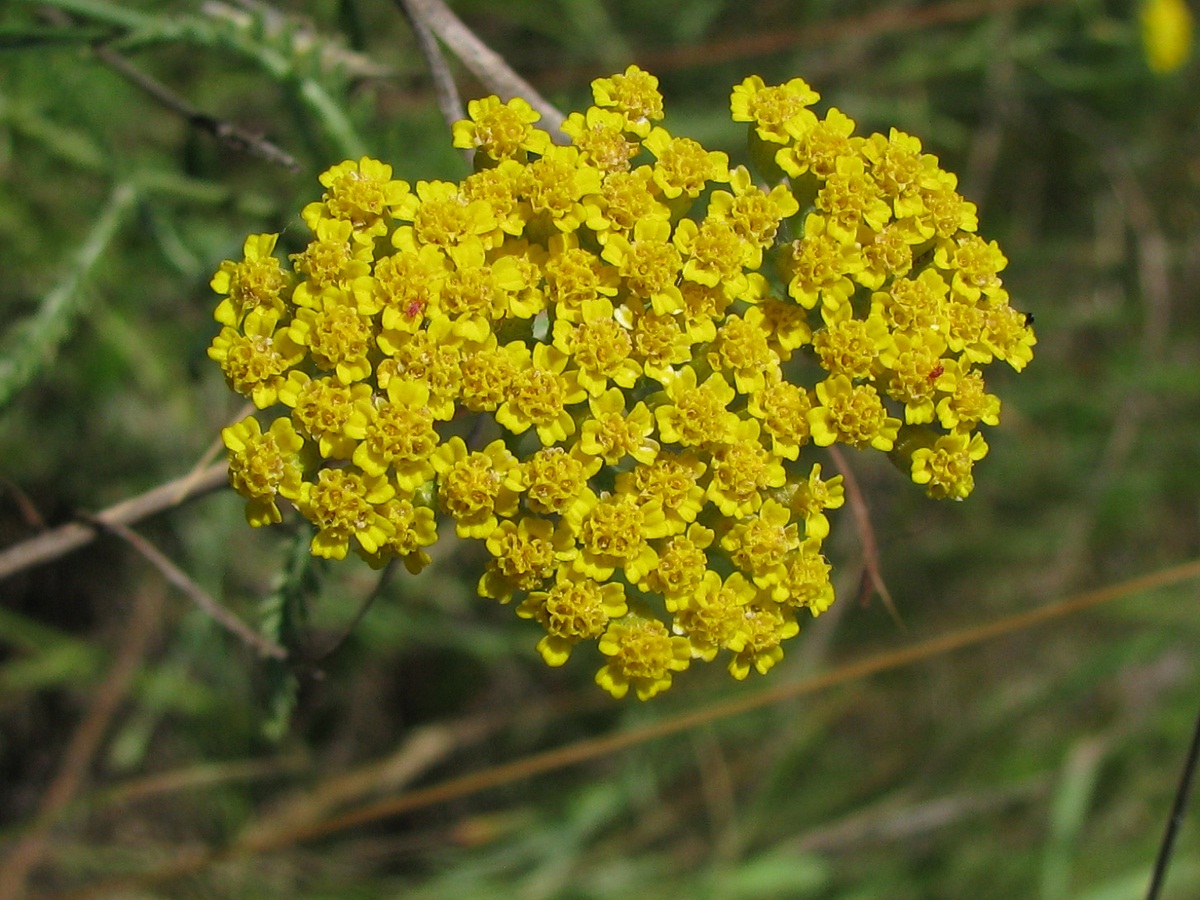Image of Achillea leptophylla specimen.