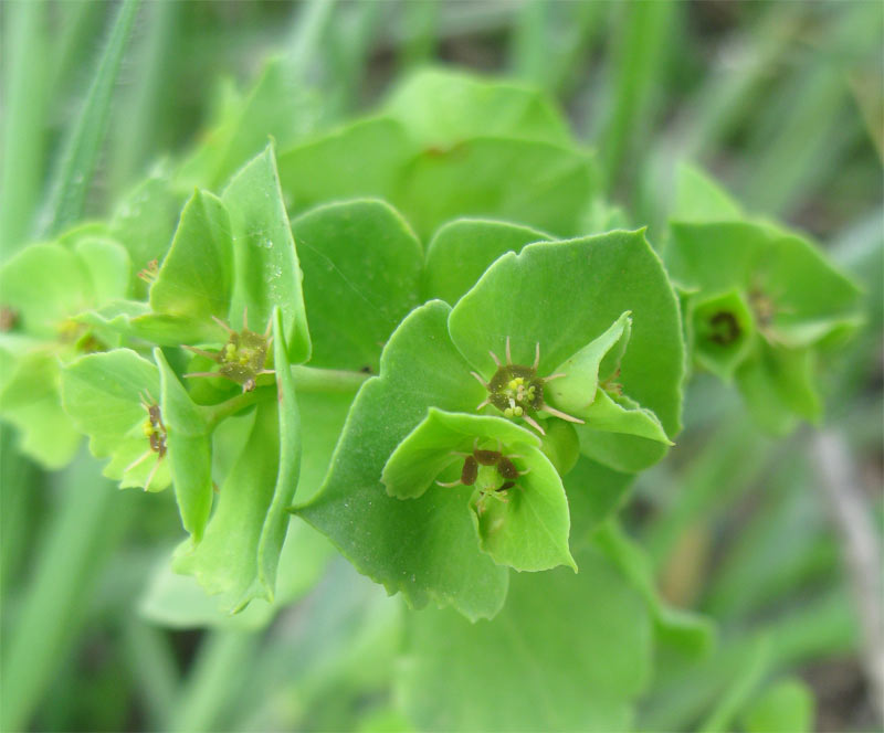 Изображение особи Euphorbia peplus.