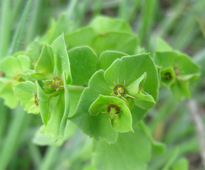 Image of Euphorbia peplus specimen.
