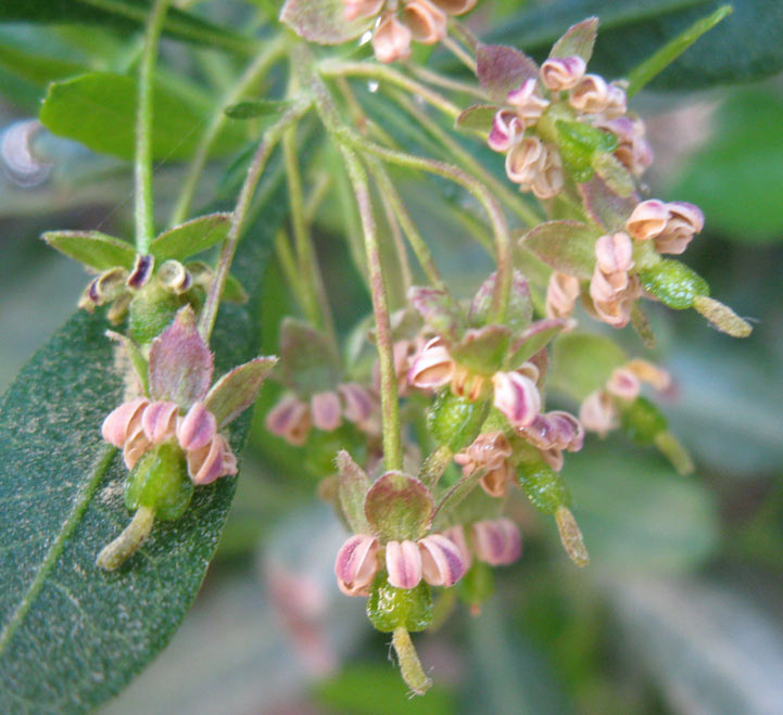 Изображение особи Dodonaea viscosa.