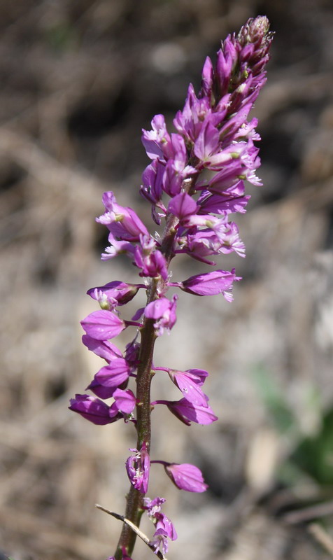 Изображение особи Polygala cretacea.