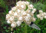 Antennaria dioica. Соцветие с кормящейся бабочкой. Якутия (Саха), Нерюнгринский р-н, окр. пос. Чульман, берег р. Чульман. 28.06.2012.