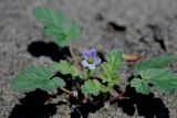 Erodium oxyrhynchum