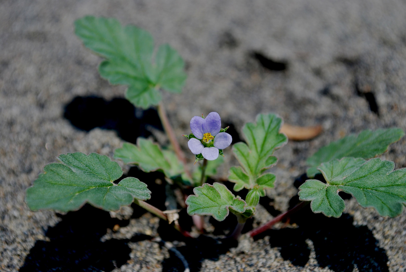 Image of Erodium oxyrhynchum specimen.