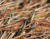 Eriophorum vaginatum. Развивающиеся генеративные побеги. Мурманская обл., Североморский р-н, окр. пос. Росляково. 28.04.2013.