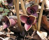 Asarum sieboldii