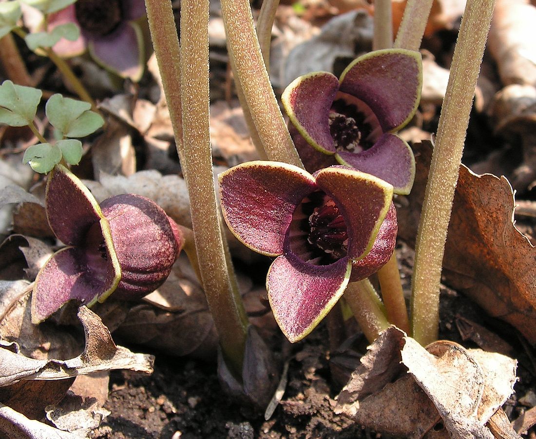 Изображение особи Asarum sieboldii.