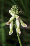 Astragalus peduncularis. Соцветие. Узбекистан, Ташкентская обл., зап. отроги Чаткальского хр., ур. Чимган, склон горы Кызылджар. 18.05.2013.