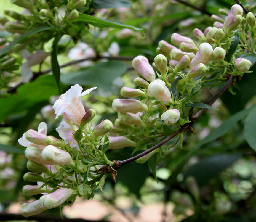 Image of Dipelta floribunda specimen.