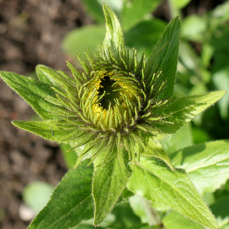 Image of genus Inula specimen.