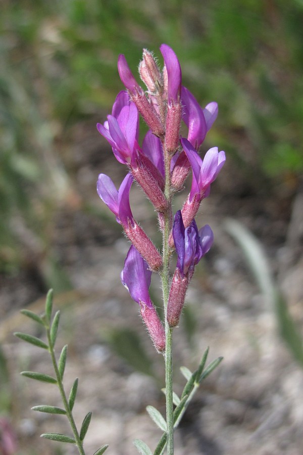 Изображение особи Astragalus varius ssp. eupatoricus.