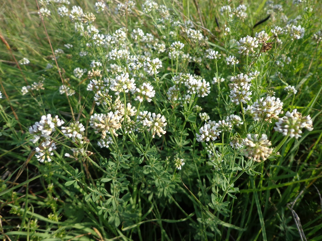 Image of Dorycnium herbaceum specimen.