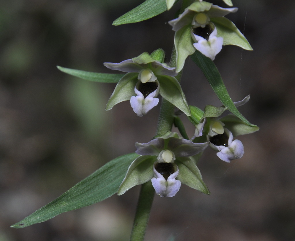 Изображение особи Epipactis helleborine ssp. degenii.