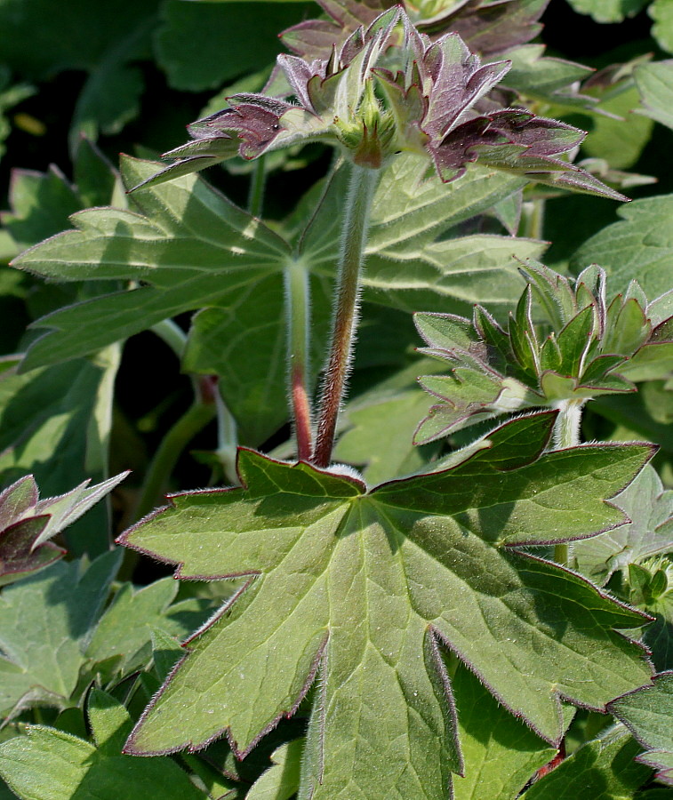 Изображение особи Geranium wlassovianum.