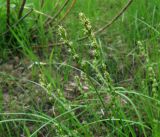 Carex muricata