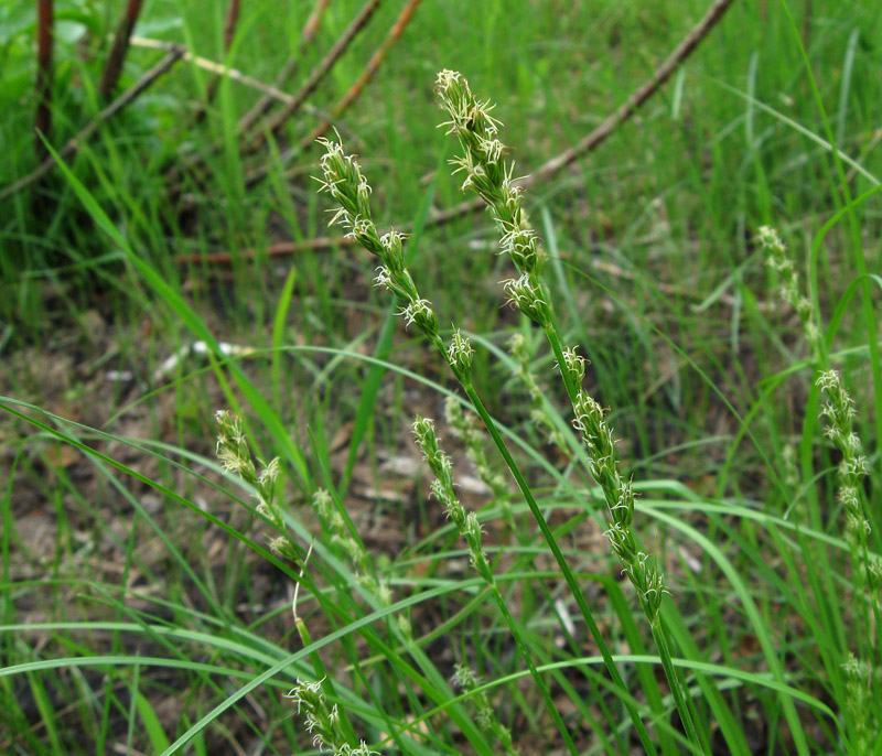 Image of Carex muricata specimen.
