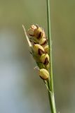 Carex panicea