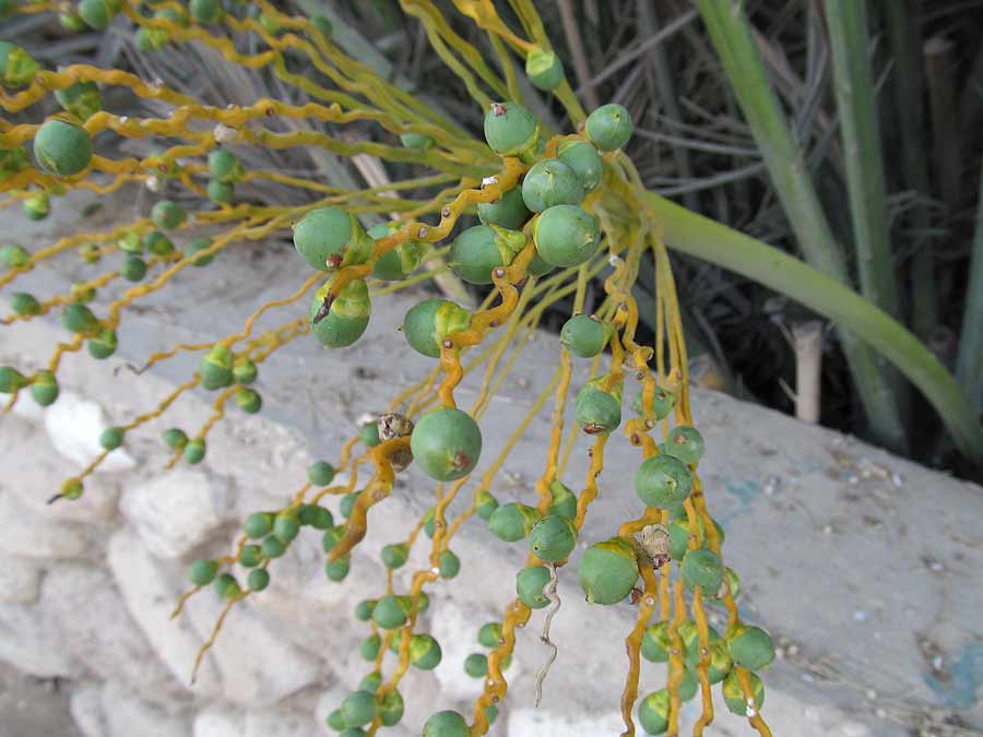 Image of Phoenix dactylifera specimen.