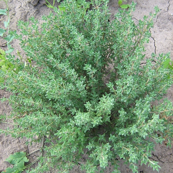 Image of familia Lamiaceae specimen.