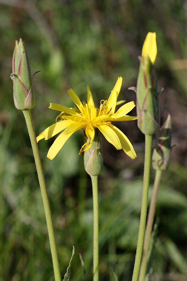Image of Scorzonera inconspicua specimen.