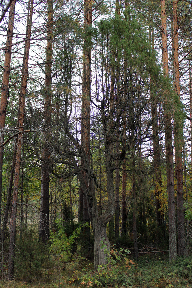 Изображение особи Juniperus communis.