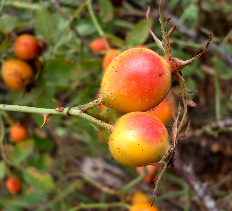 Изображение особи Rosa tomentosa.