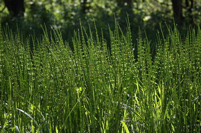 Изображение особи Equisetum fluviatile.