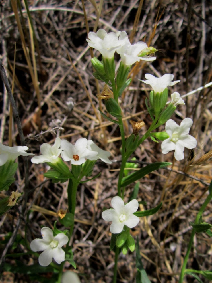 Image of Anchusa popovii specimen.