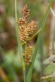 Carex serotina. Верхушка побега с соплодиями. Ленинградская обл., Волосовский р-н, дер. Донцо, берег озера. 29.09.2013.