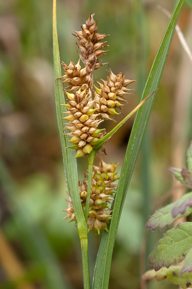 Изображение особи Carex serotina.