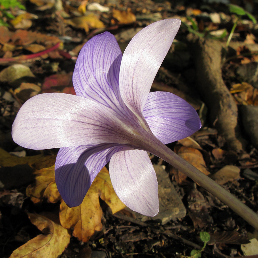 Изображение особи Crocus speciosus.