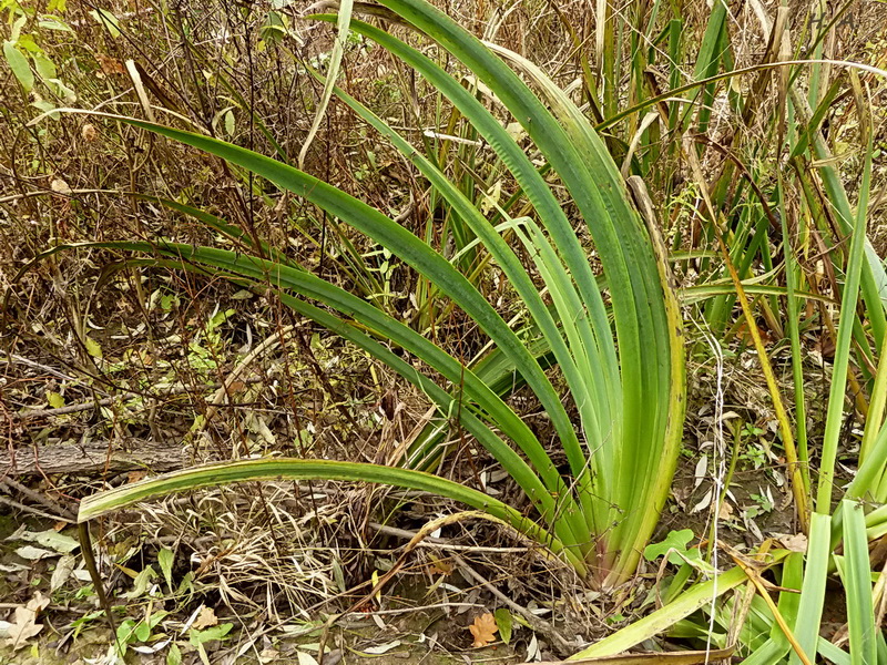 Изображение особи Iris pseudacorus.