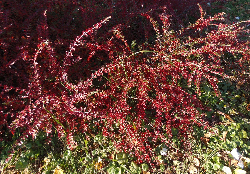 Image of Cotoneaster horizontalis specimen.