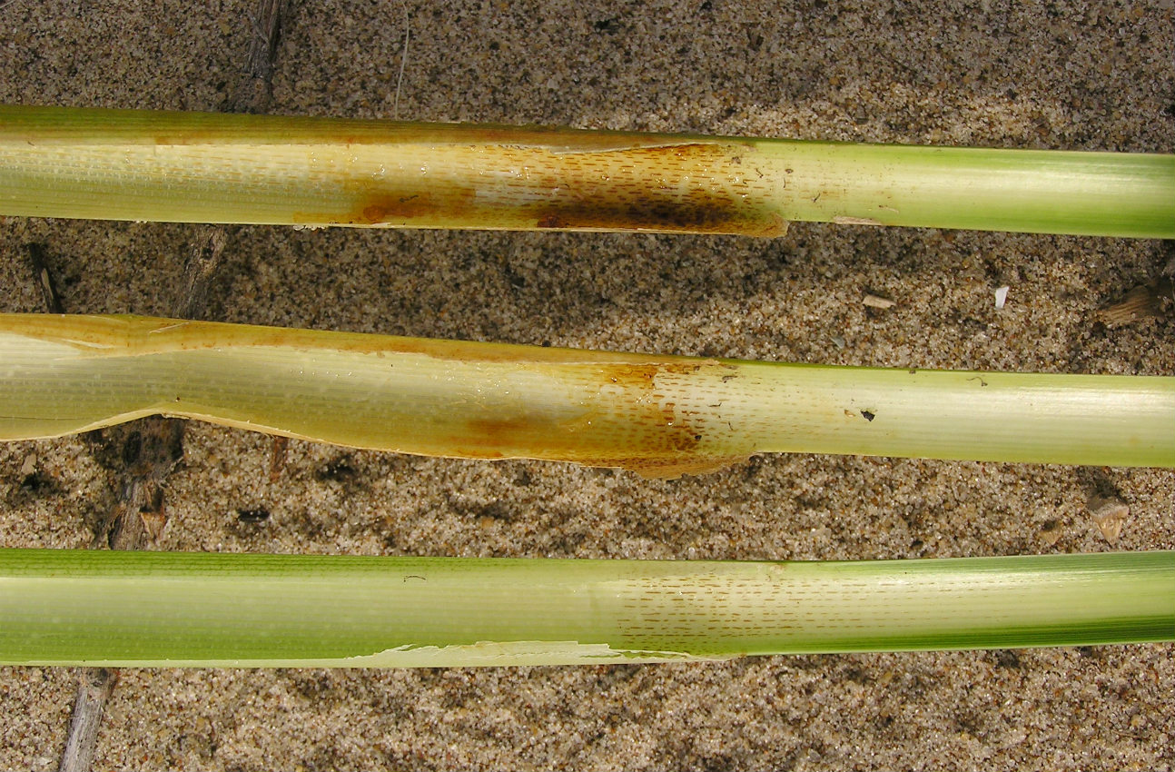 Image of genus Typha specimen.