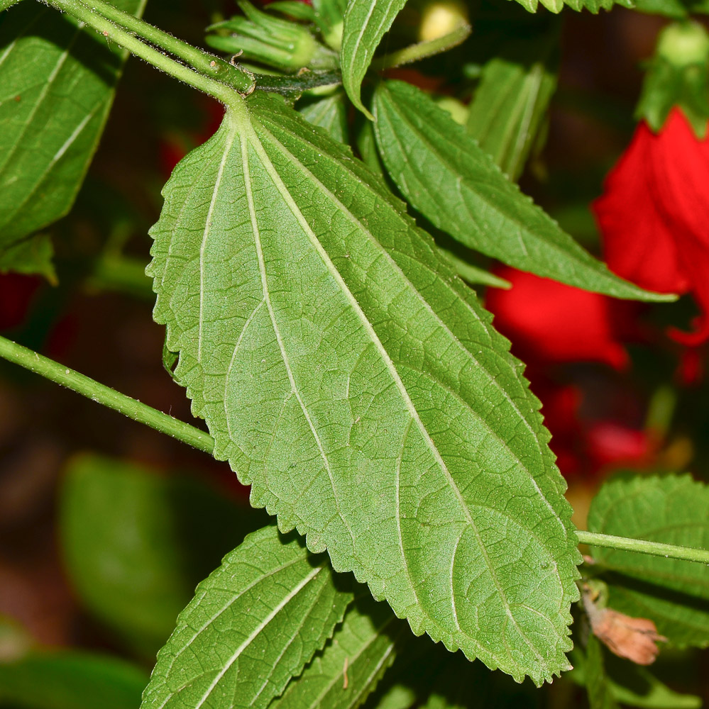 Изображение особи Malvaviscus penduliflorus.