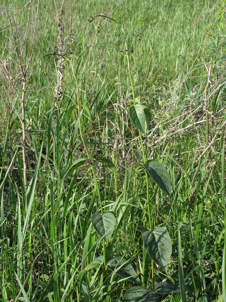 Image of Vincetoxicum scandens specimen.