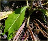 Verbascum lychnitis. Основание стебля с прикорневыми листьями. Чувашия, окр. г. Шумерля, обочина дороги к хлебозаводу. 30 июня 2009 г.