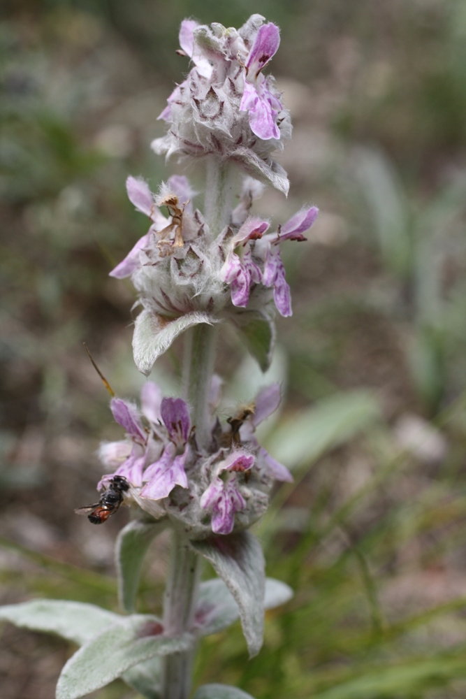 Image of Stachys cretica specimen.