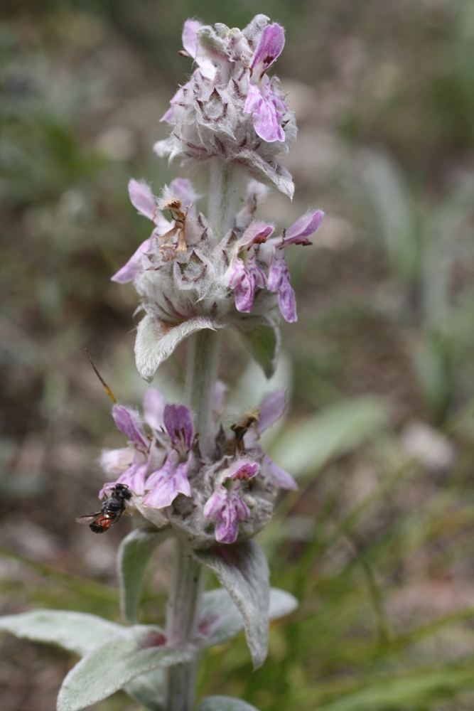 Изображение особи Stachys velata.