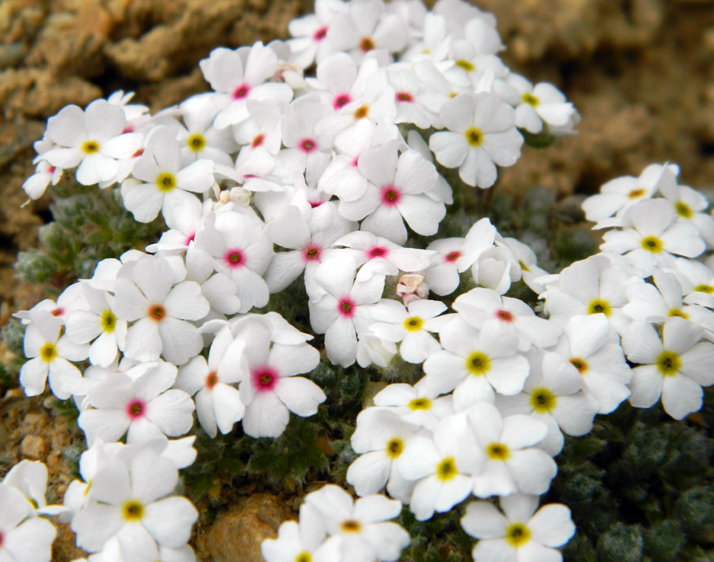 Изображение особи Androsace barbulata.