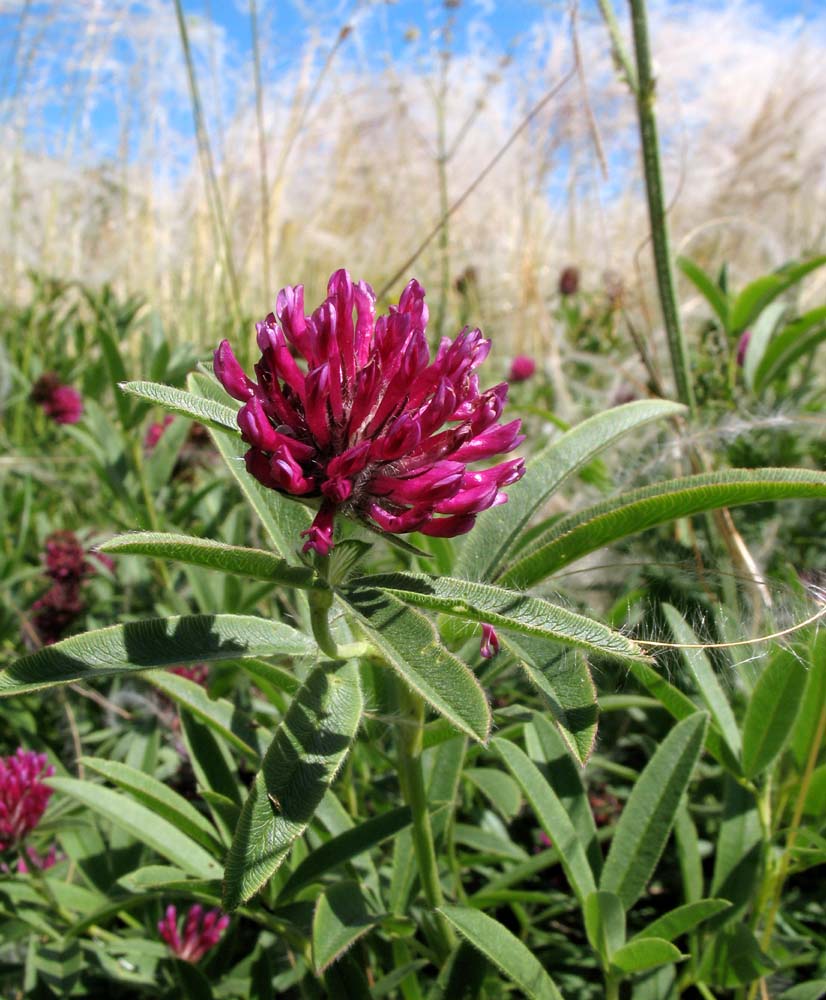 Image of Trifolium alpestre specimen.