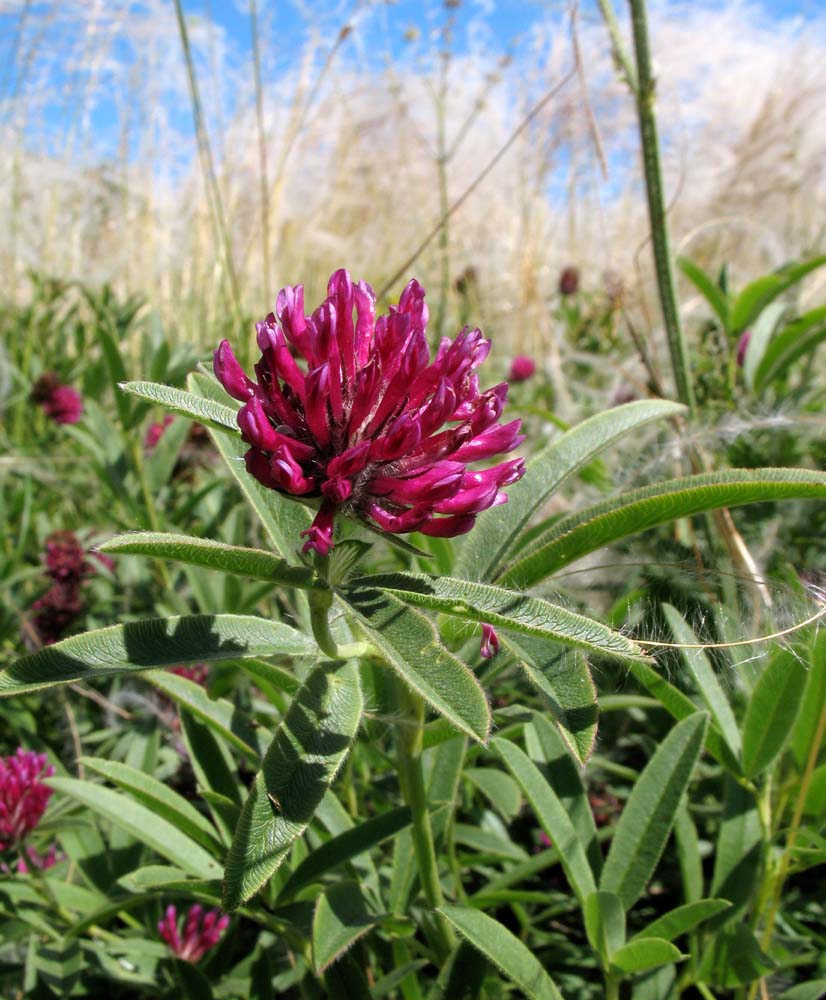 Image of Trifolium alpestre specimen.