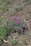 Astragalus schrenkianus