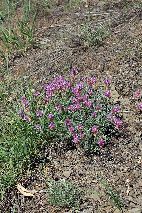 Image of Astragalus schrenkianus specimen.