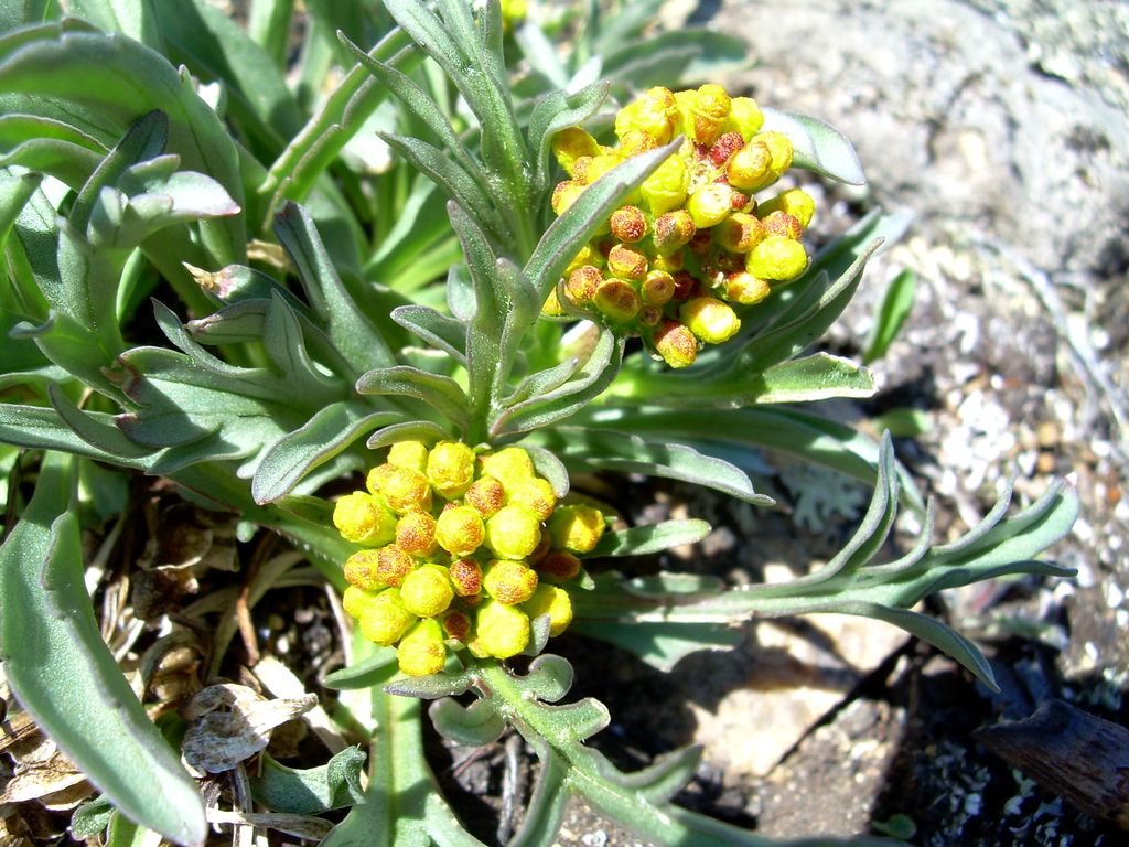 Image of Patrinia sibirica specimen.