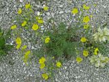 Potentilla volgarica