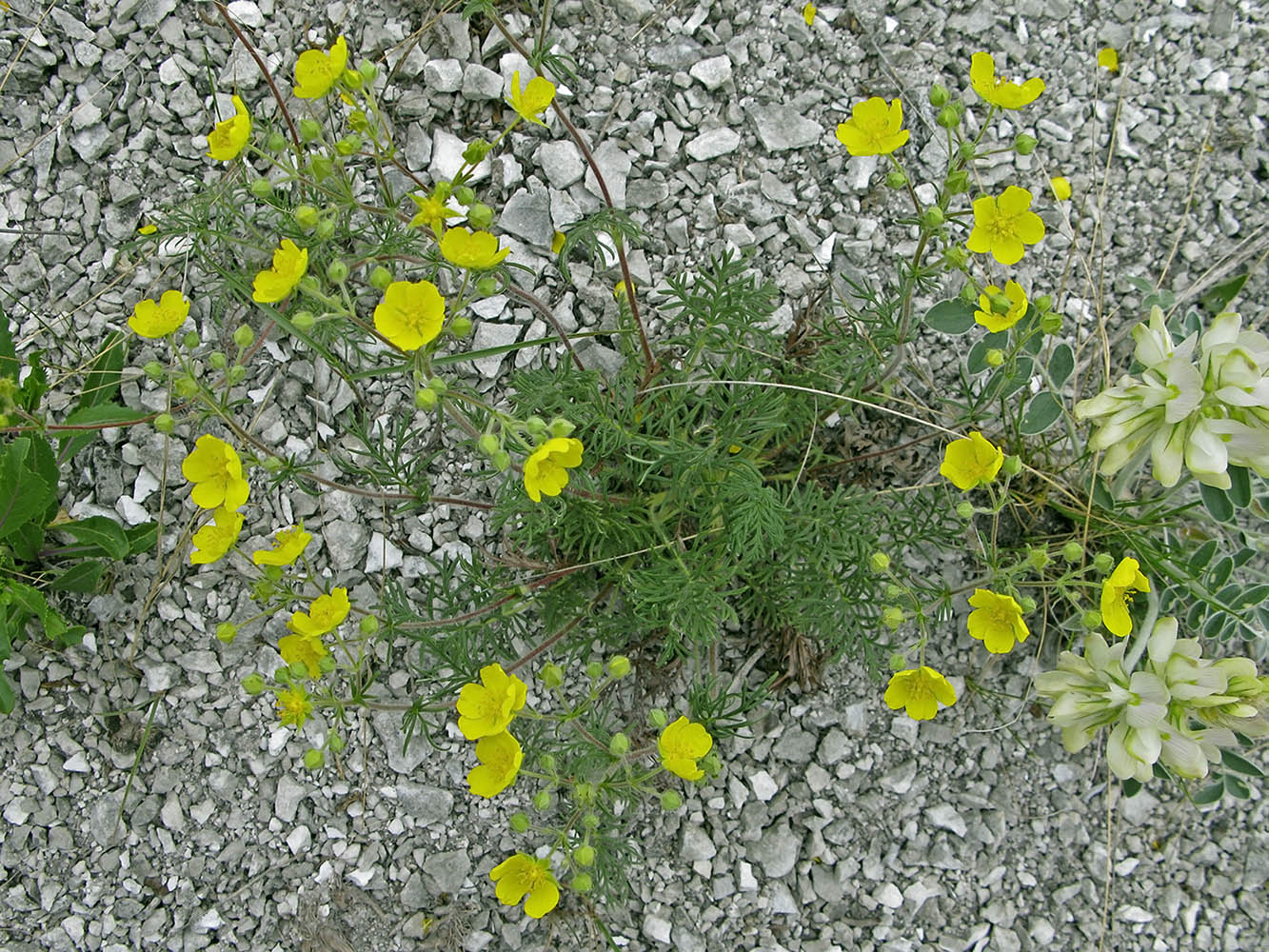 Изображение особи Potentilla volgarica.