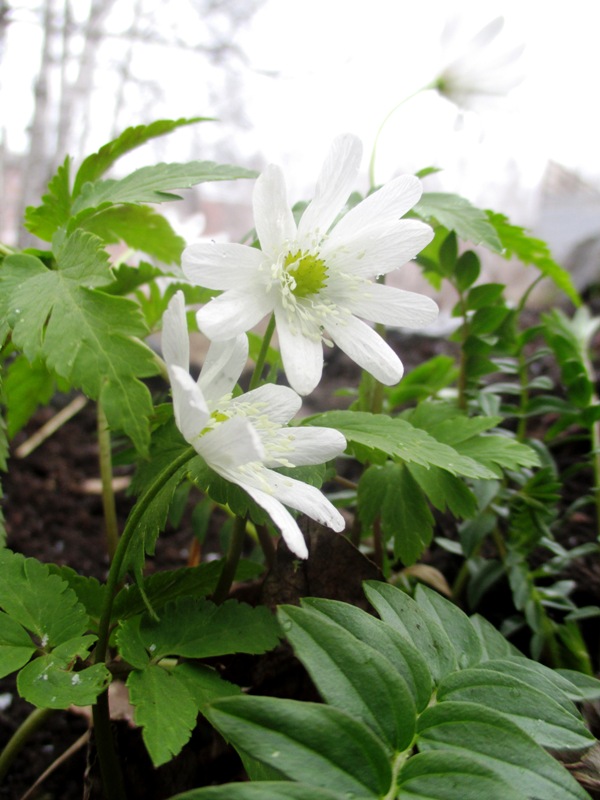 Image of Anemone altaica specimen.